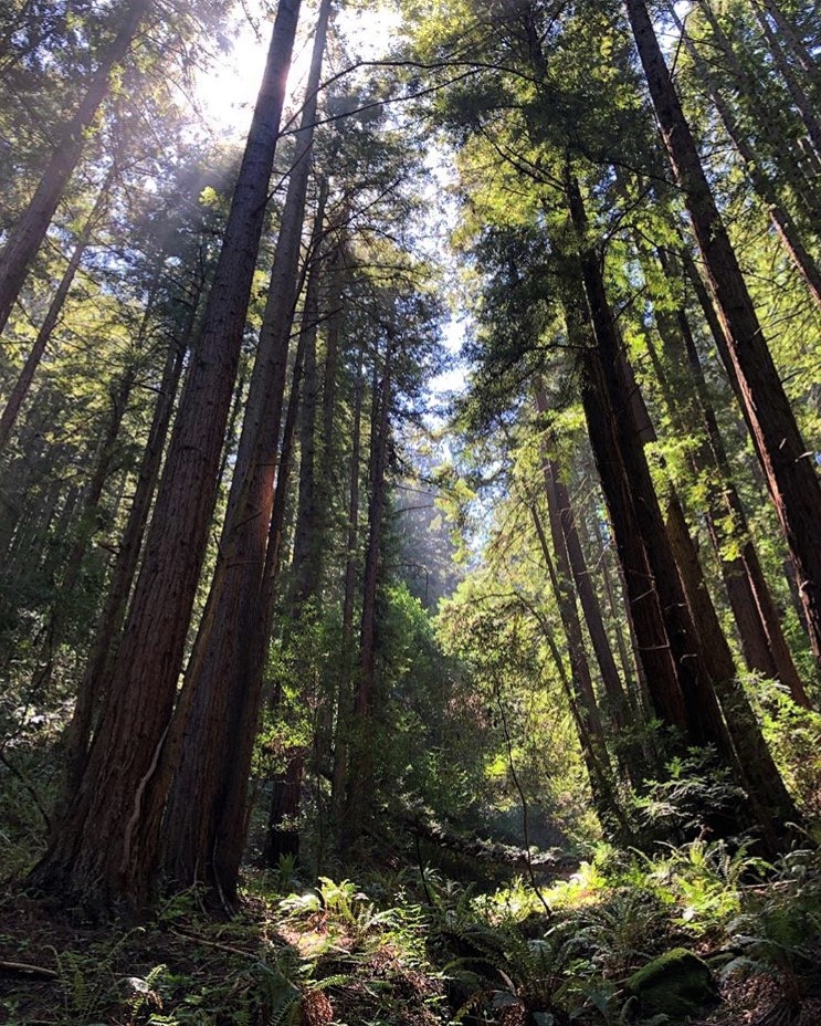 A picnic away from the crowds: Redwood Regional Park