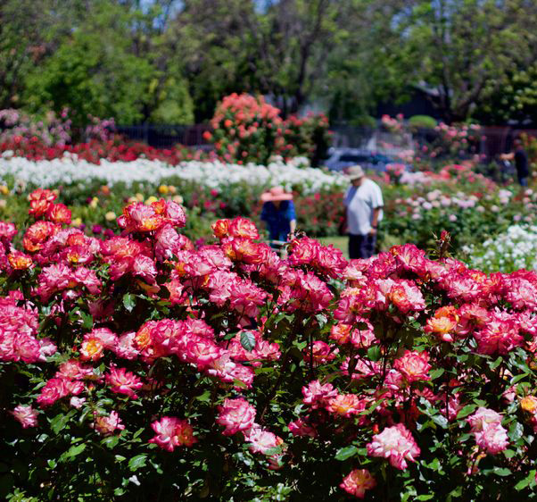 Best place for a flower-filled picnic in the Bay Area: San Jose Municipal Rose Garden