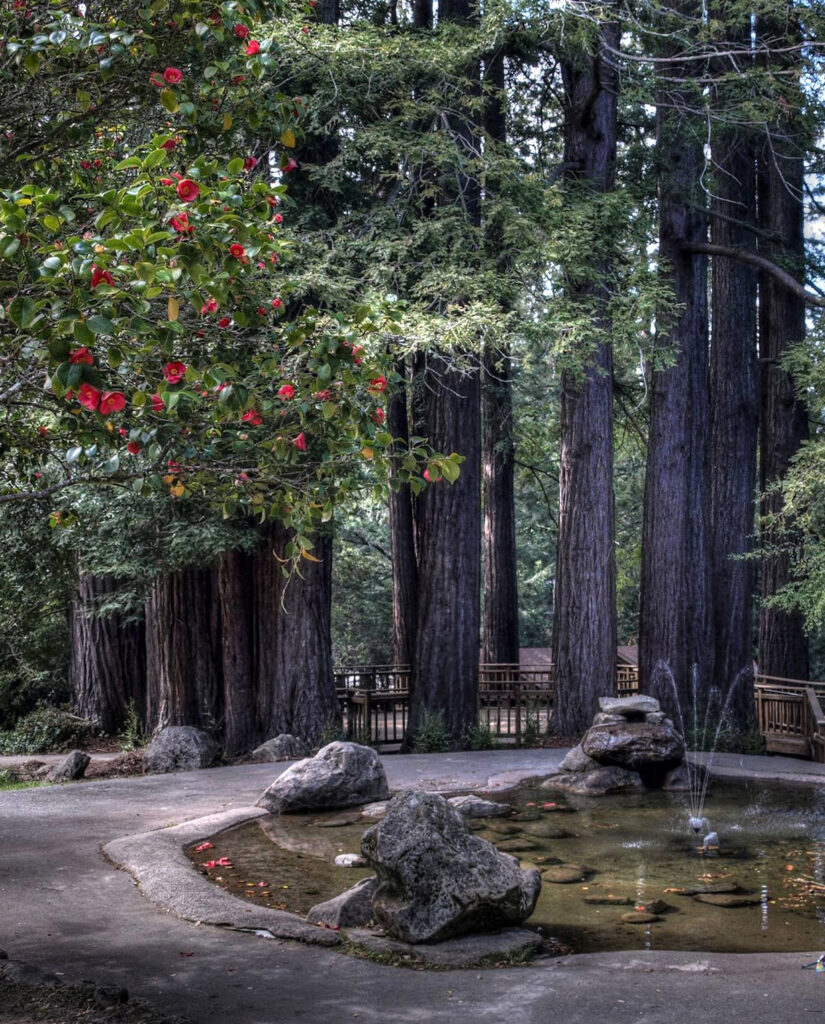 Best place to escape tech for a picnic in the Bay Area: Sanborn Country Park