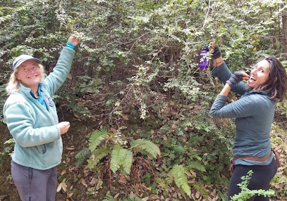 Mushroom forage with your team 