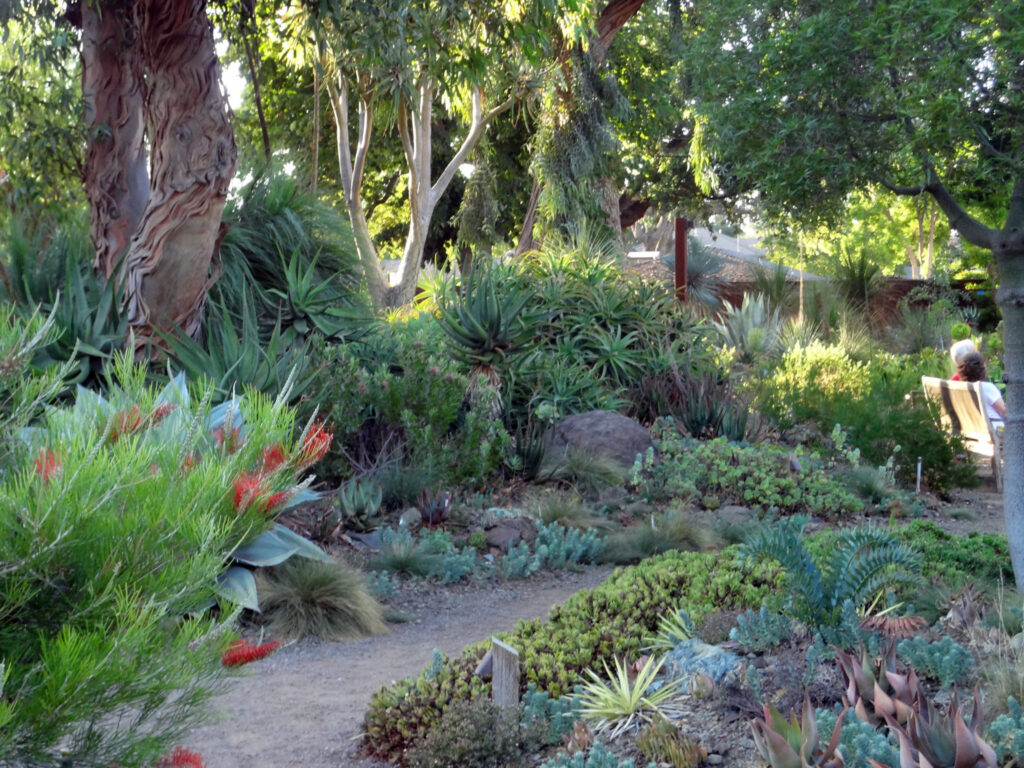 A succulent display at Ruth Bancroft Garden & Nursery in Walnut Creek, a unique Valentine's Day outing.