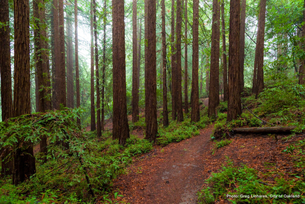 A scenic view of Redwood Regional Park in Oakland, perfect for a Valentine's Day hike.